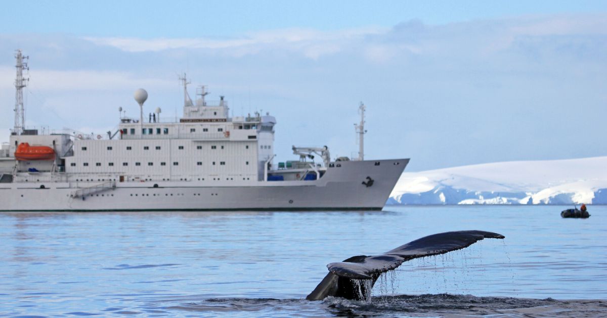 Námorná preprava: Riziko nárazu veľrýb do kontajnerových lodí má svoje riešenie